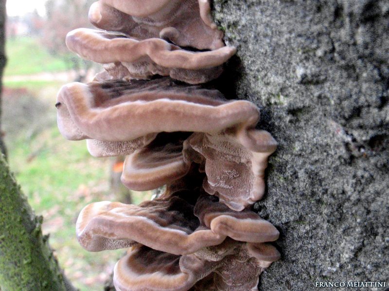 Trametes (Trametes versicolor)